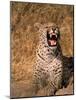 Panther, Okavango Delta, Botswana-Pete Oxford-Mounted Photographic Print