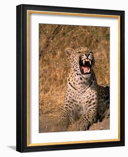 Panther, Okavango Delta, Botswana-Pete Oxford-Framed Photographic Print