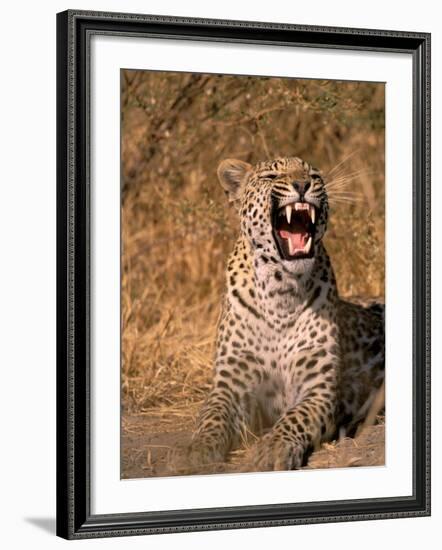 Panther, Okavango Delta, Botswana-Pete Oxford-Framed Photographic Print