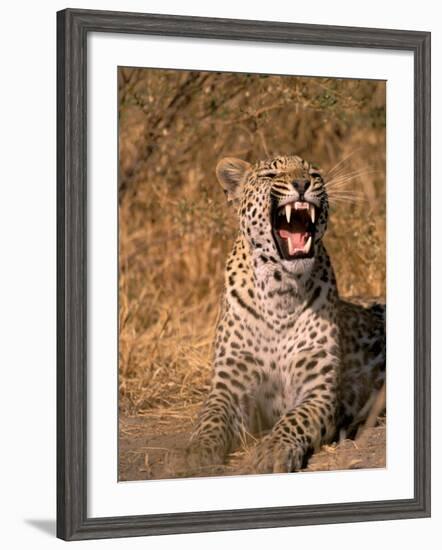 Panther, Okavango Delta, Botswana-Pete Oxford-Framed Photographic Print