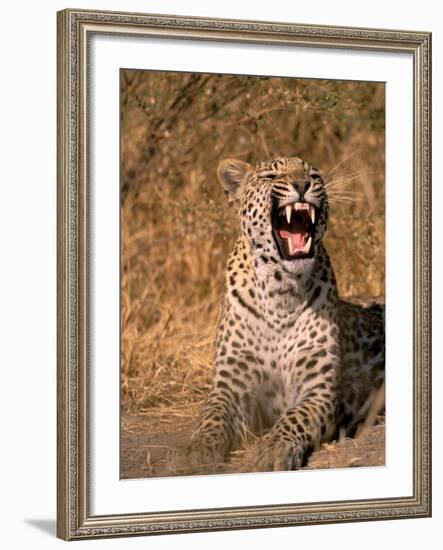 Panther, Okavango Delta, Botswana-Pete Oxford-Framed Photographic Print