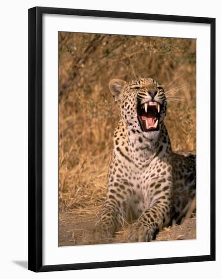 Panther, Okavango Delta, Botswana-Pete Oxford-Framed Photographic Print