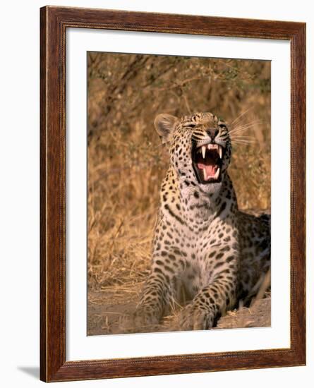 Panther, Okavango Delta, Botswana-Pete Oxford-Framed Photographic Print