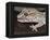 Panther or Ocelot gecko, Paroedura Pictus, washing eye, controlled conditions-Maresa Pryor-Framed Premier Image Canvas