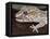 Panther or Ocelot gecko, Paroedura Pictus, washing eye, controlled conditions-Maresa Pryor-Framed Premier Image Canvas