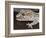 Panther or Ocelot gecko, Paroedura Pictus, washing eye, controlled conditions-Maresa Pryor-Framed Photographic Print