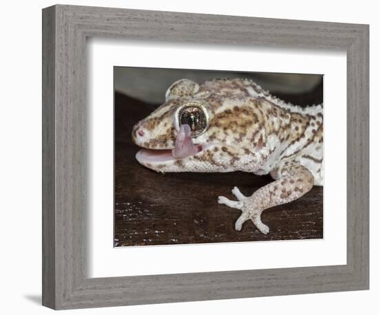 Panther or Ocelot gecko, Paroedura Pictus, washing eye, controlled conditions-Maresa Pryor-Framed Photographic Print