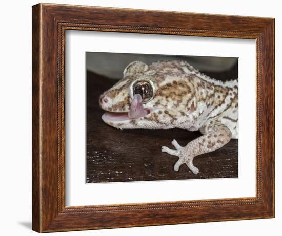 Panther or Ocelot gecko, Paroedura Pictus, washing eye, controlled conditions-Maresa Pryor-Framed Photographic Print