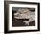 Panther or Ocelot gecko, Paroedura Pictus, washing eye, controlled conditions-Maresa Pryor-Framed Photographic Print