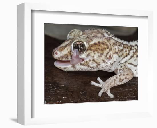 Panther or Ocelot gecko, Paroedura Pictus, washing eye, controlled conditions-Maresa Pryor-Framed Photographic Print