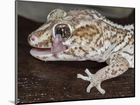 Panther or Ocelot gecko, Paroedura Pictus, washing eye, controlled conditions-Maresa Pryor-Mounted Photographic Print