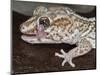 Panther or Ocelot gecko, Paroedura Pictus, washing eye, controlled conditions-Maresa Pryor-Mounted Photographic Print