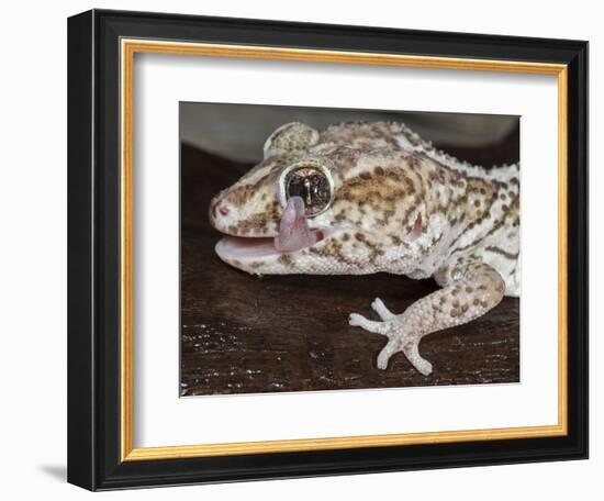 Panther or Ocelot gecko, Paroedura Pictus, washing eye, controlled conditions-Maresa Pryor-Framed Photographic Print