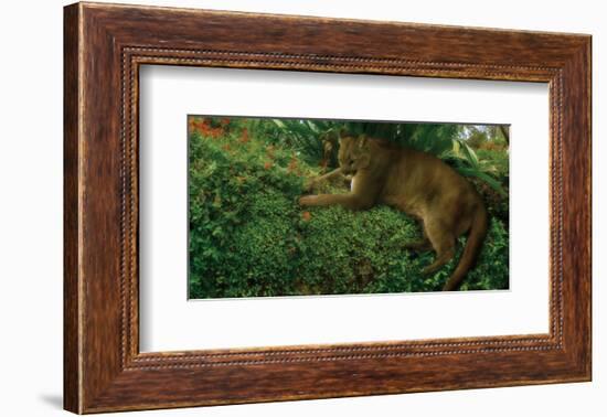 Panther Pause-Steve Hunziker-Framed Premium Giclee Print