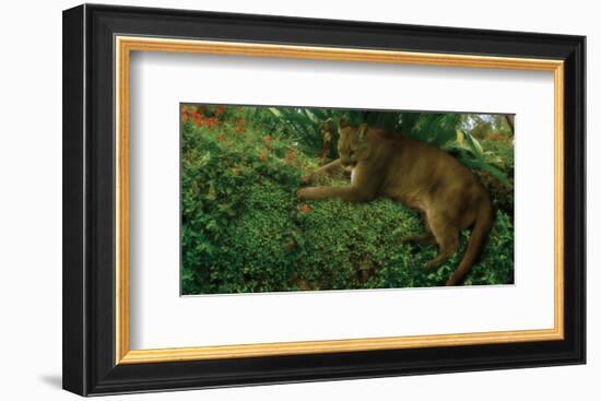 Panther Pause-Steve Hunziker-Framed Premium Giclee Print