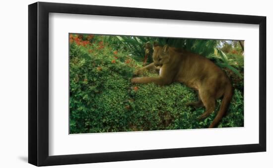 Panther Pause-Steve Hunziker-Framed Art Print