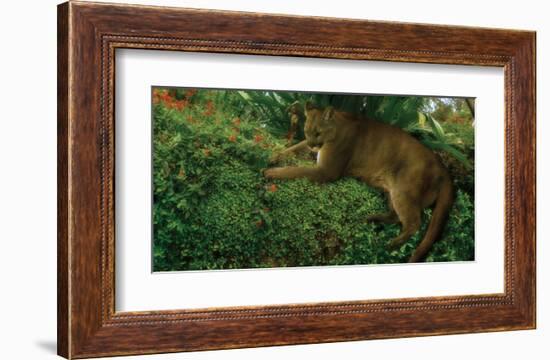 Panther Pause-Steve Hunziker-Framed Art Print