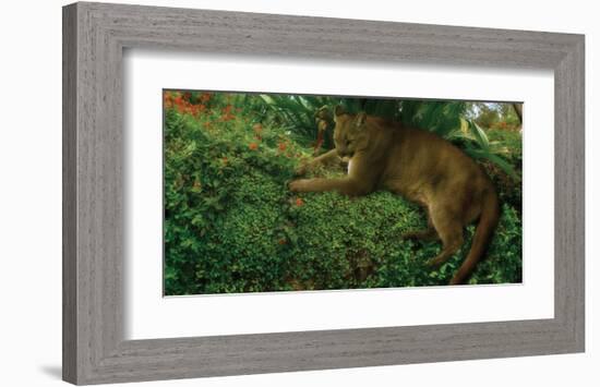 Panther Pause-Steve Hunziker-Framed Art Print