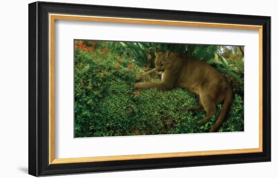 Panther Pause-Steve Hunziker-Framed Art Print