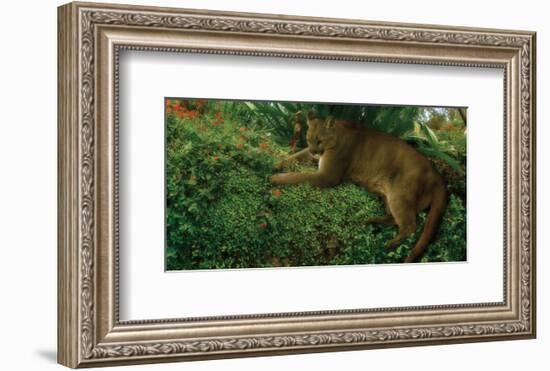 Panther Pause-Steve Hunziker-Framed Art Print