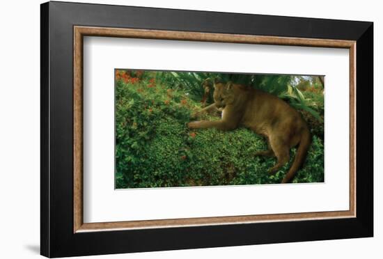 Panther Pause-Steve Hunziker-Framed Art Print