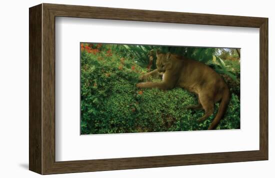 Panther Pause-Steve Hunziker-Framed Art Print