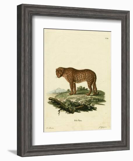 Panther-null-Framed Giclee Print