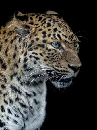 Panthere Portrait Version 2 0 Photographic Print Laurent Lothare Dambreville Art Com