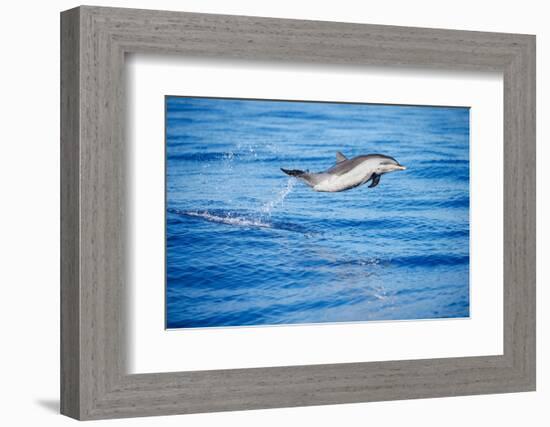 Pantropical spotted dolphin leaping out of the ocean, Hawaii-David Fleetham-Framed Photographic Print