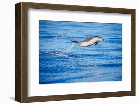 Pantropical spotted dolphin leaping out of the ocean, Hawaii-David Fleetham-Framed Photographic Print