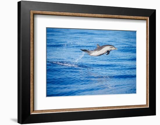 Pantropical spotted dolphin leaping out of the ocean, Hawaii-David Fleetham-Framed Photographic Print