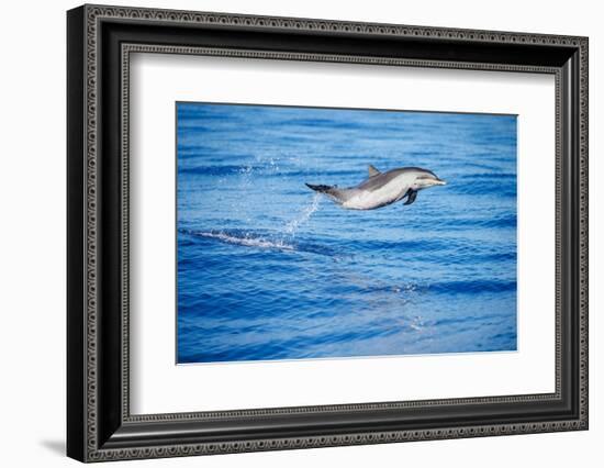 Pantropical spotted dolphin leaping out of the ocean, Hawaii-David Fleetham-Framed Photographic Print