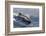 Pantropical spotted dolphin, Stenella attenuata, bow riding near the surface, Kailua-Kona, Hawaii-Andre Seale-Framed Photographic Print