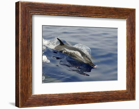 Pantropical spotted dolphin, Stenella attenuata, bow riding near the surface, Kailua-Kona, Hawaii-Andre Seale-Framed Photographic Print