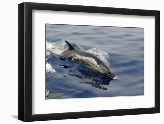 Pantropical spotted dolphin, Stenella attenuata, bow riding near the surface, Kailua-Kona, Hawaii-Andre Seale-Framed Photographic Print