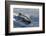 Pantropical spotted dolphin, Stenella attenuata, bow riding near the surface, Kailua-Kona, Hawaii-Andre Seale-Framed Photographic Print