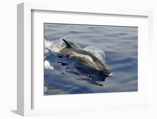 Pantropical spotted dolphin, Stenella attenuata, bow riding near the surface, Kailua-Kona, Hawaii-Andre Seale-Framed Photographic Print