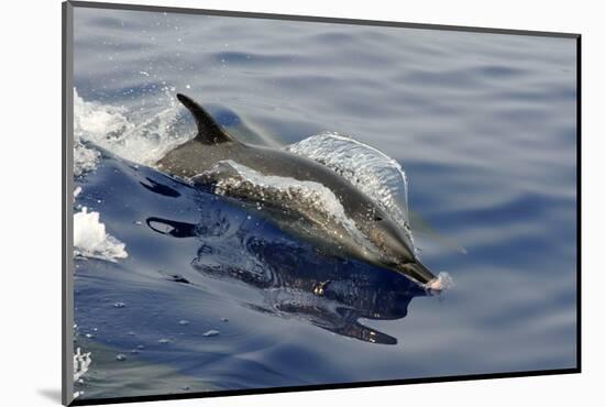 Pantropical spotted dolphin, Stenella attenuata, bow riding near the surface, Kailua-Kona, Hawaii-Andre Seale-Mounted Photographic Print