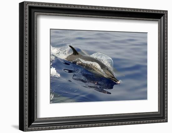 Pantropical spotted dolphin, Stenella attenuata, bow riding near the surface, Kailua-Kona, Hawaii-Andre Seale-Framed Photographic Print