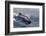 Pantropical spotted dolphin, Stenella attenuata, bow riding near the surface, Kailua-Kona, Hawaii-Andre Seale-Framed Photographic Print