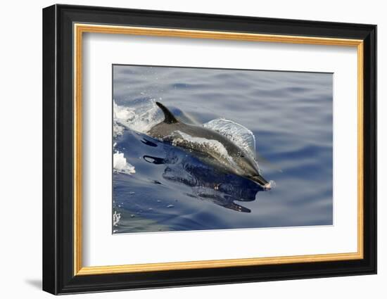 Pantropical spotted dolphin, Stenella attenuata, bow riding near the surface, Kailua-Kona, Hawaii-Andre Seale-Framed Photographic Print