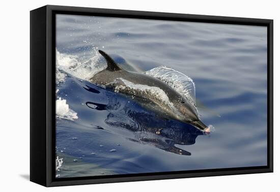 Pantropical spotted dolphin, Stenella attenuata, bow riding near the surface, Kailua-Kona, Hawaii-Andre Seale-Framed Premier Image Canvas