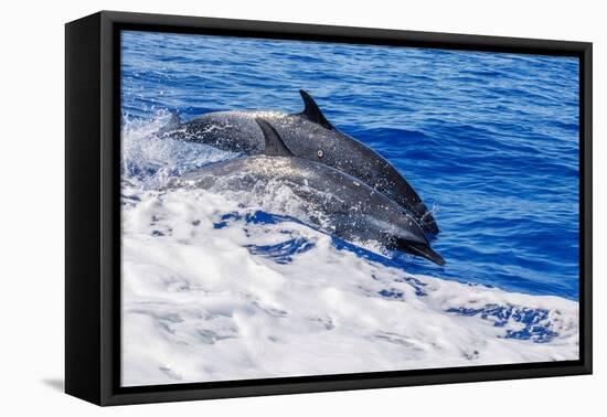 pantropical spotted dolphins side by side, porpoising, hawaii-david fleetham-Framed Premier Image Canvas