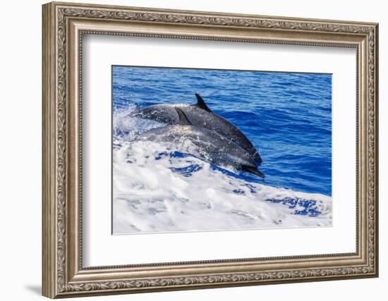 pantropical spotted dolphins side by side, porpoising, hawaii-david fleetham-Framed Photographic Print