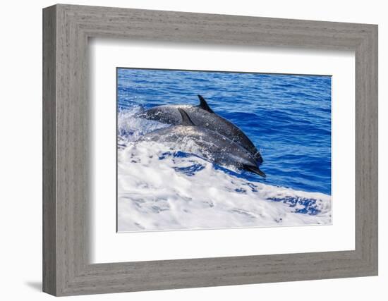 pantropical spotted dolphins side by side, porpoising, hawaii-david fleetham-Framed Photographic Print