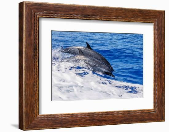 pantropical spotted dolphins side by side, porpoising, hawaii-david fleetham-Framed Photographic Print