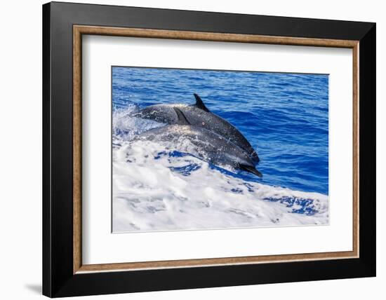 pantropical spotted dolphins side by side, porpoising, hawaii-david fleetham-Framed Photographic Print