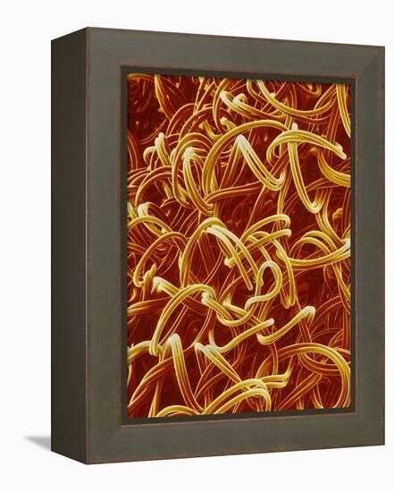 Panty Hose-Micro Discovery-Framed Premier Image Canvas