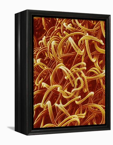 Panty Hose-Micro Discovery-Framed Premier Image Canvas