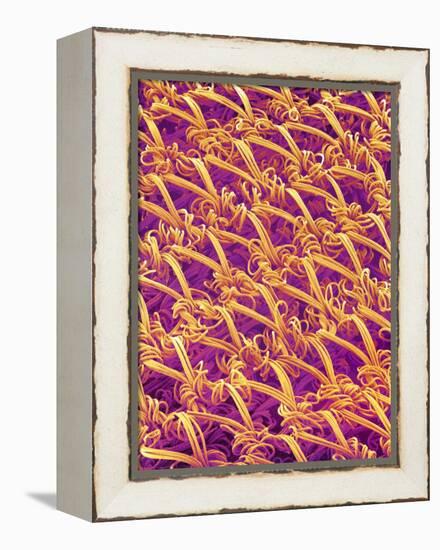 Pantyhose Fiber-Micro Discovery-Framed Premier Image Canvas